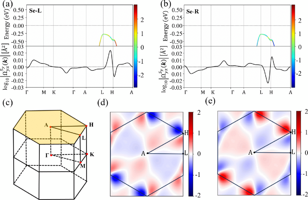 Probing the chirality of trigonal selenium and tellurium by spin