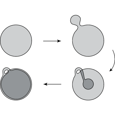 Figure 24