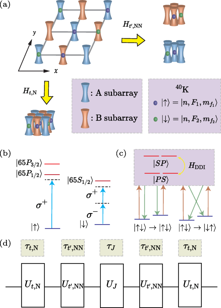 Quantum Many-Body Dynamics for Fermionic Model Simulated with Atom